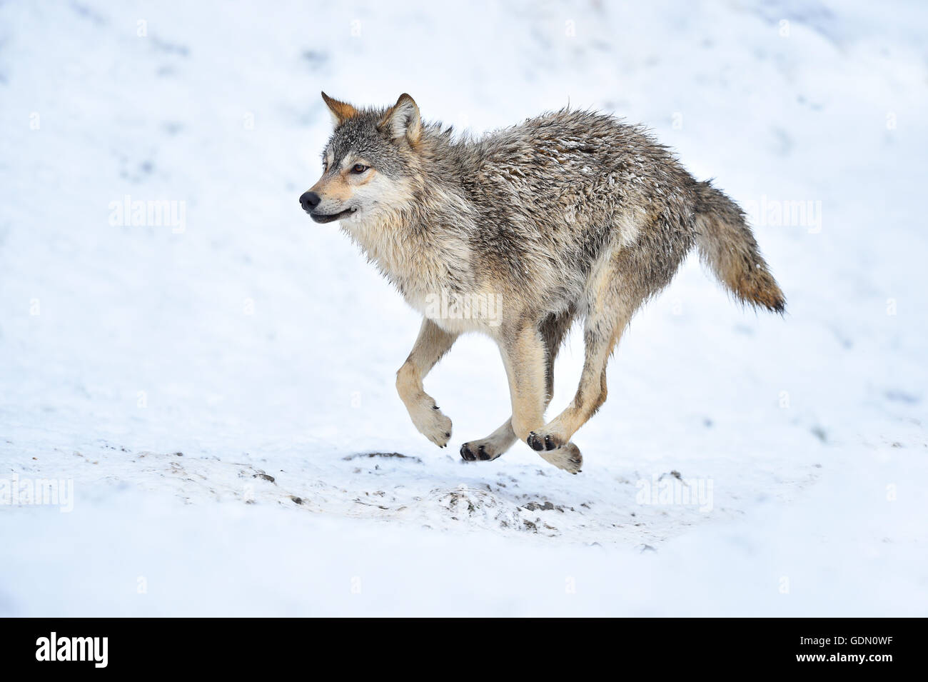 Un año de Viejo Lobo Oriental, Oriental Timber Wolf (Canis lupus lycaon), joven animal corriendo en la nieve, Baden-Württemberg, Alemania Foto de stock