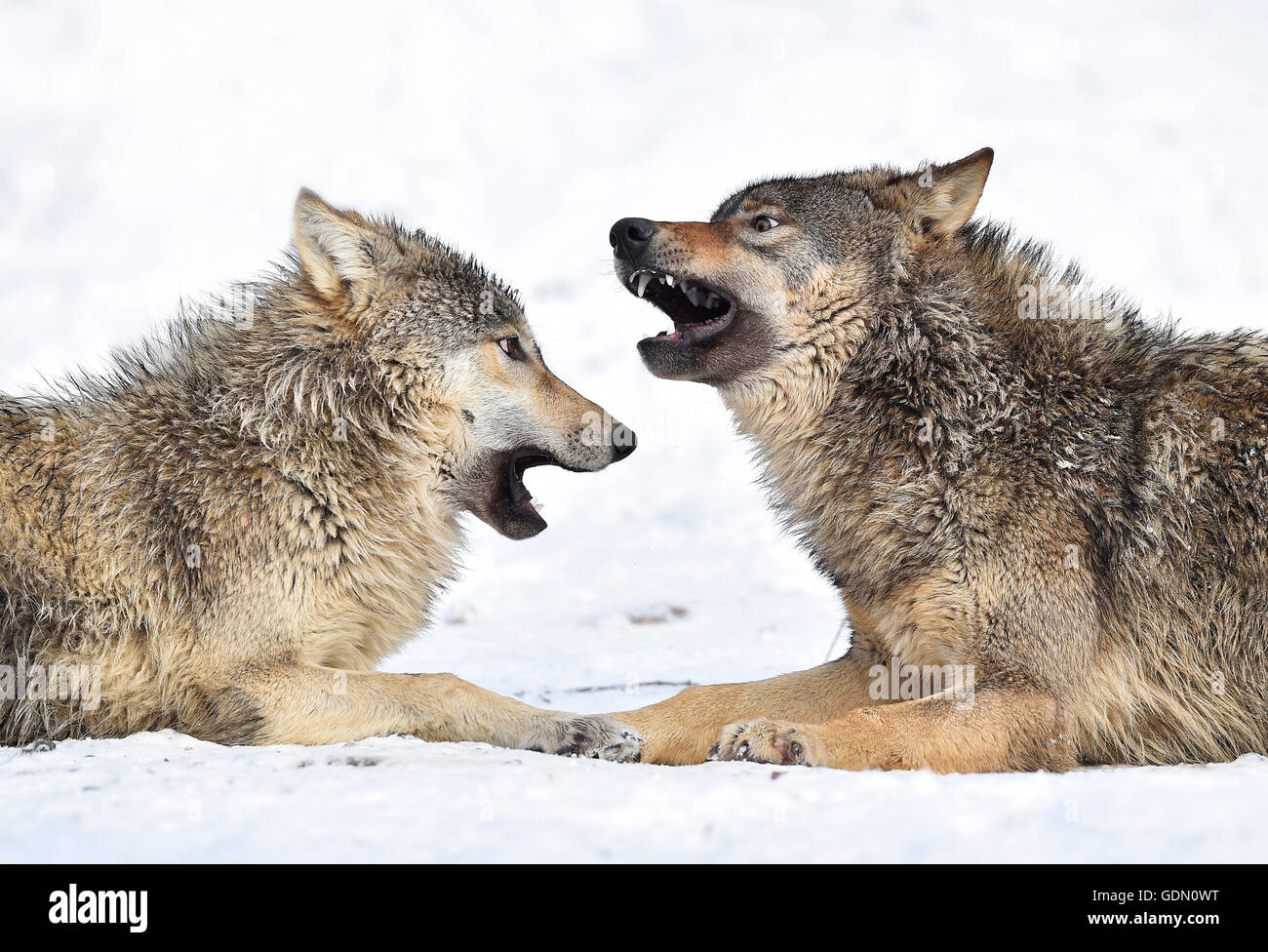 Un año de Viejo Lobo Oriental, Oriental Timber Wolf (Canis lupus lycaon), los jóvenes lobos jugando en la nieve, Baden-Württemberg Foto de stock