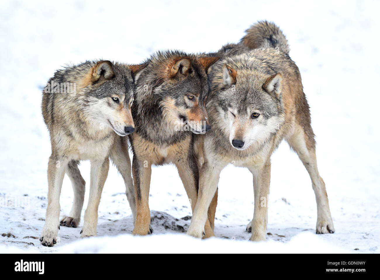 Un año de Viejo Lobo Oriental, Oriental Timber Wolf (Canis lupus lycaon), los jóvenes lobos jugando en invierno, Baden-Württemberg, Alemania Foto de stock