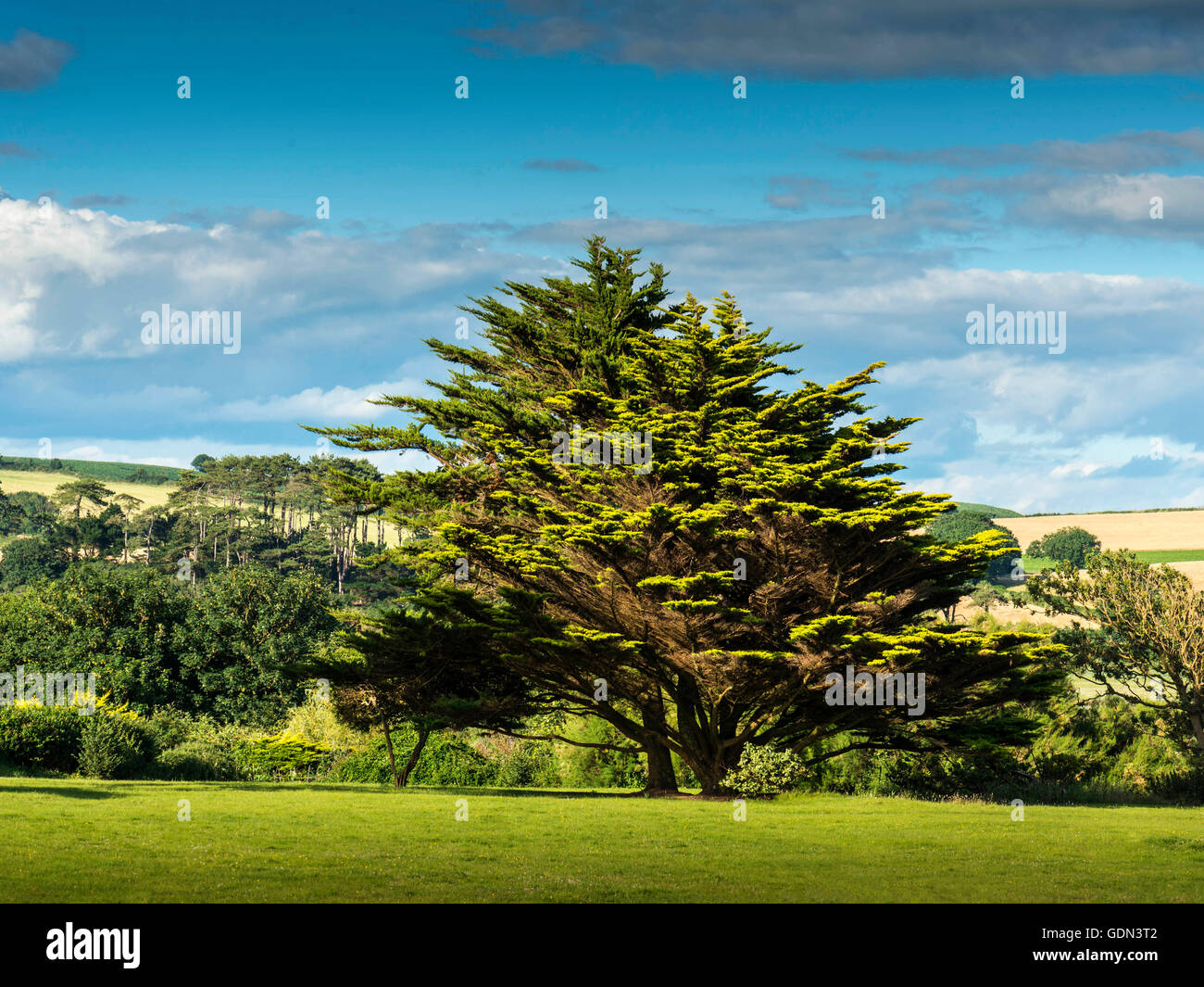 Paisaje representando un gran abeto rojo (Picea) árbol en primer plano se las colinas de Otterton, Devon en el fondo. Foto de stock