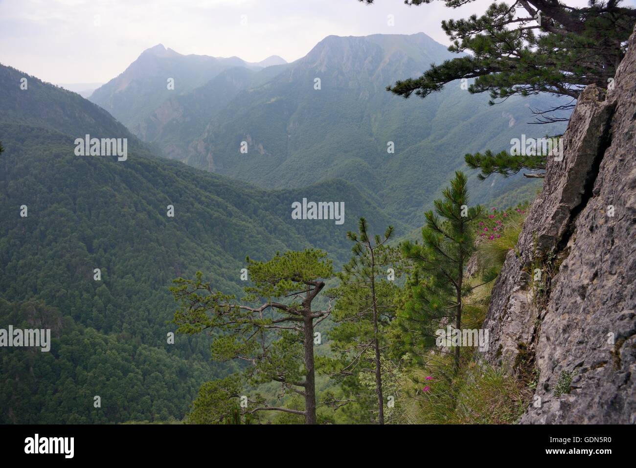 Descripción general de Perucica bosque primitivo, en Europa uno de los pocos supervivientes, bosques tropicales, el Parque Nacional de Sutjeska, Bosnia y Herzegovina Foto de stock