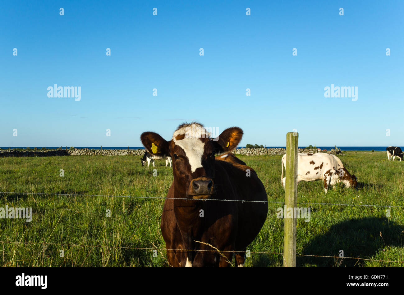 Curioso busca vaca detrás de una valla de alambre de púa en un verde pastos Foto de stock