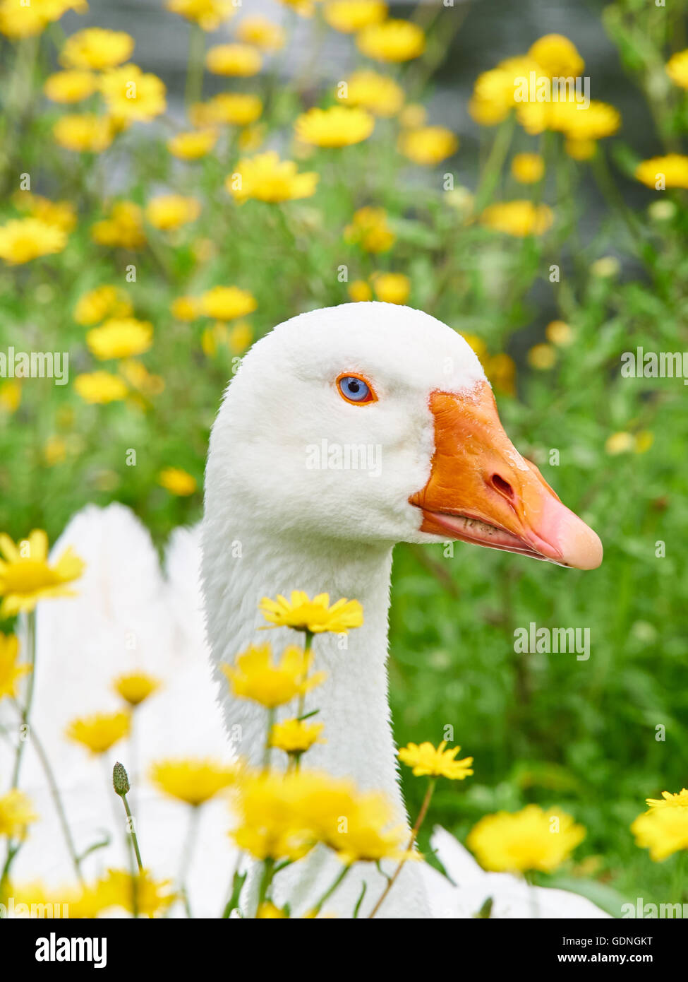 Ganso de cisne domestico fotografías e imágenes de alta resolución - Página  6 - Alamy