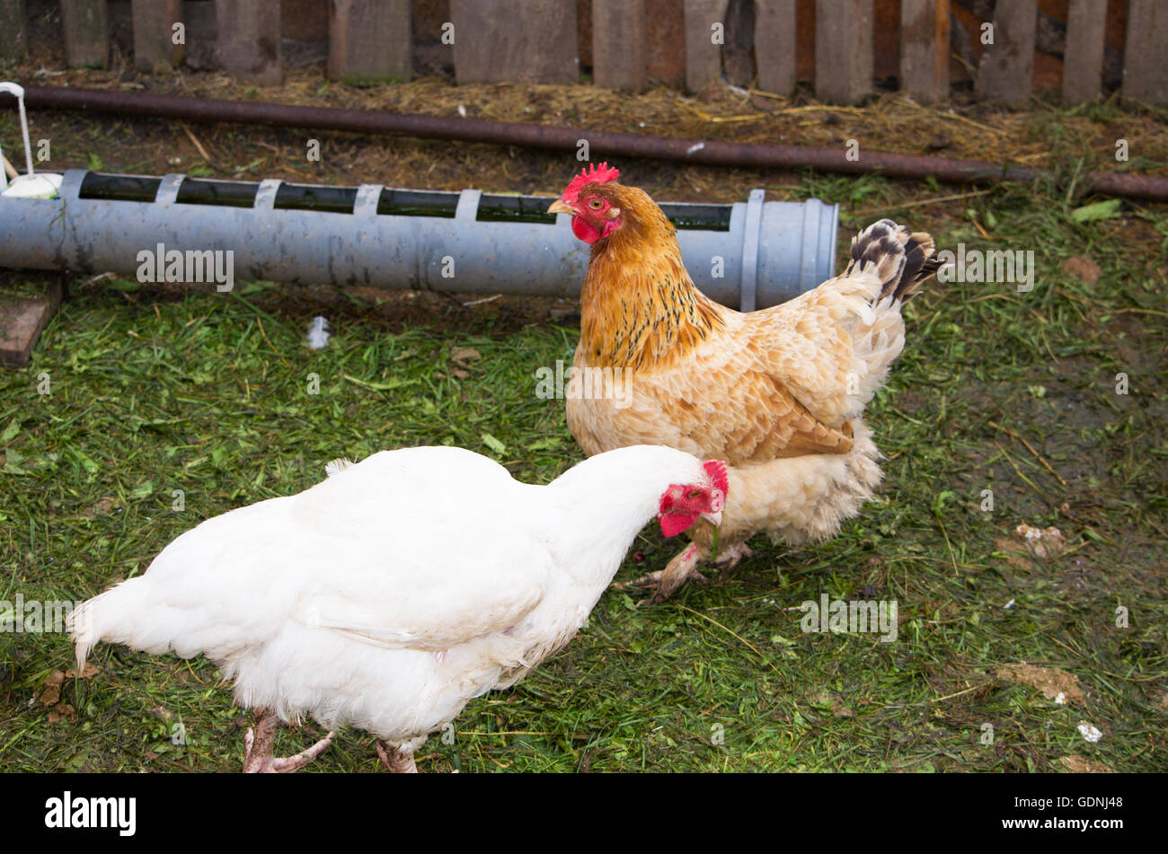 Aves de la gallina y el gallo, cerca de una casa de gallina,un pájaro, un gallinero, corral, un gallo, raza, economía, agricultura, vivienda, Foto de stock