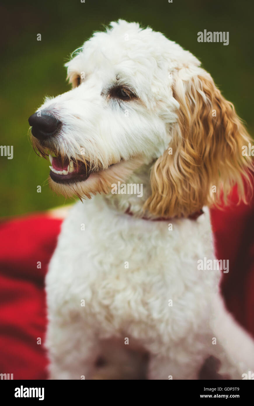 Cierre de un cachorro Cockerpoo con bata blanca y marrón de orejas Foto de stock