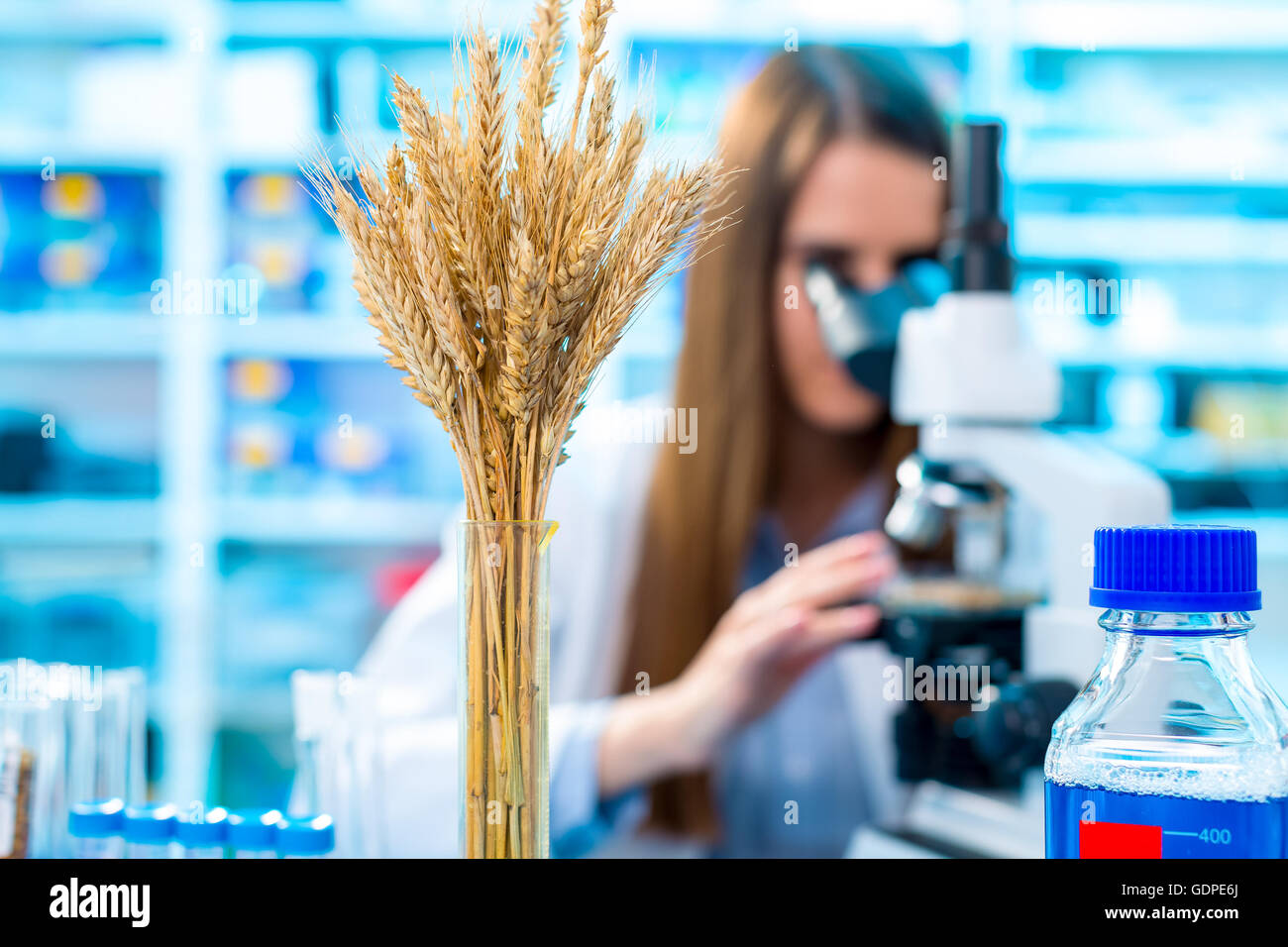 Los cultivos de trigo de investigación en el laboratorio. Foto de stock