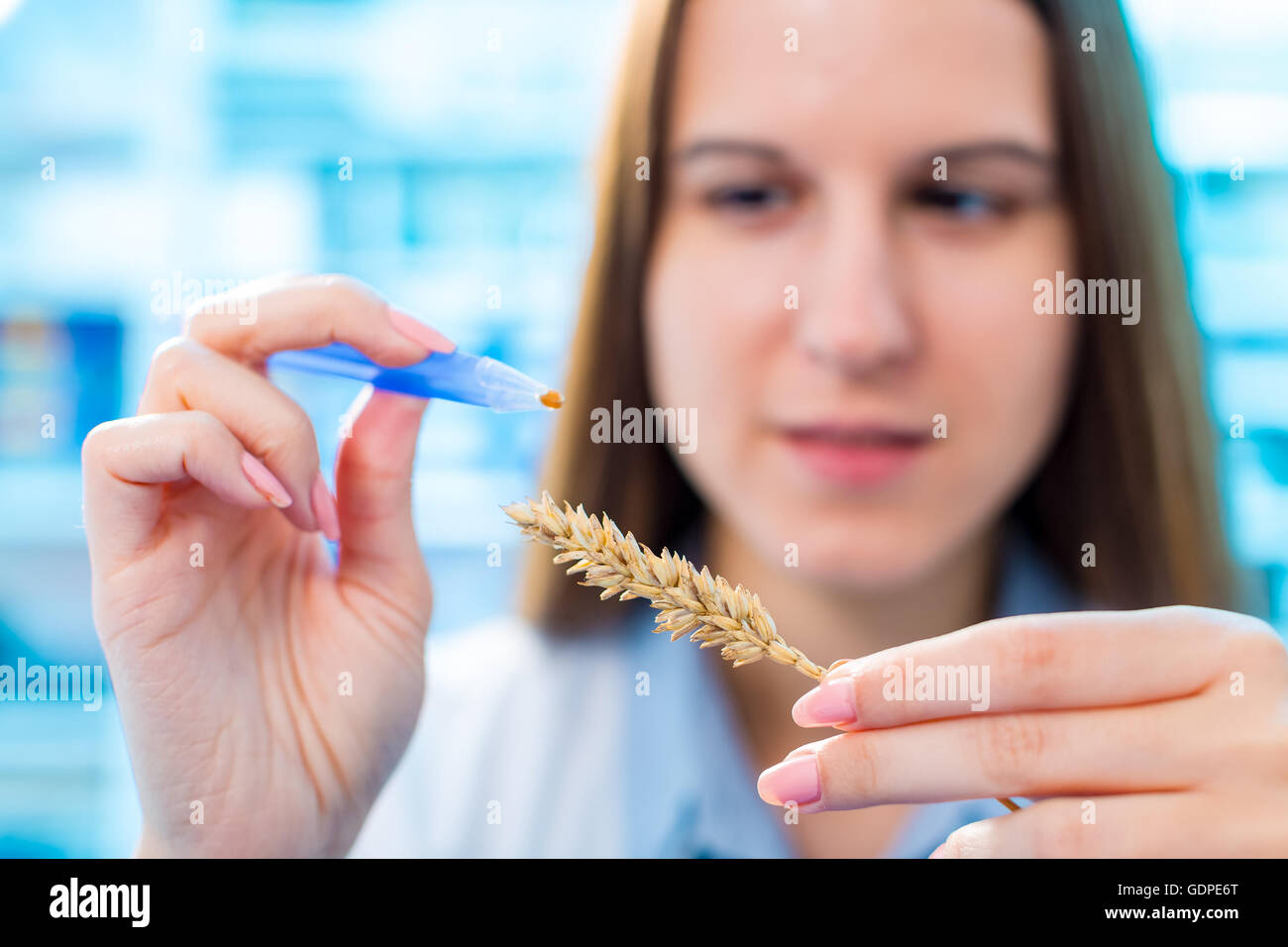Los cultivos de trigo de investigación en el laboratorio. Foto de stock