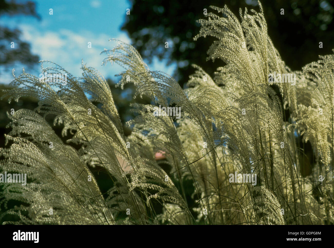 Miscanthus sinensis inflorescencia, hierba, plata Foto de stock