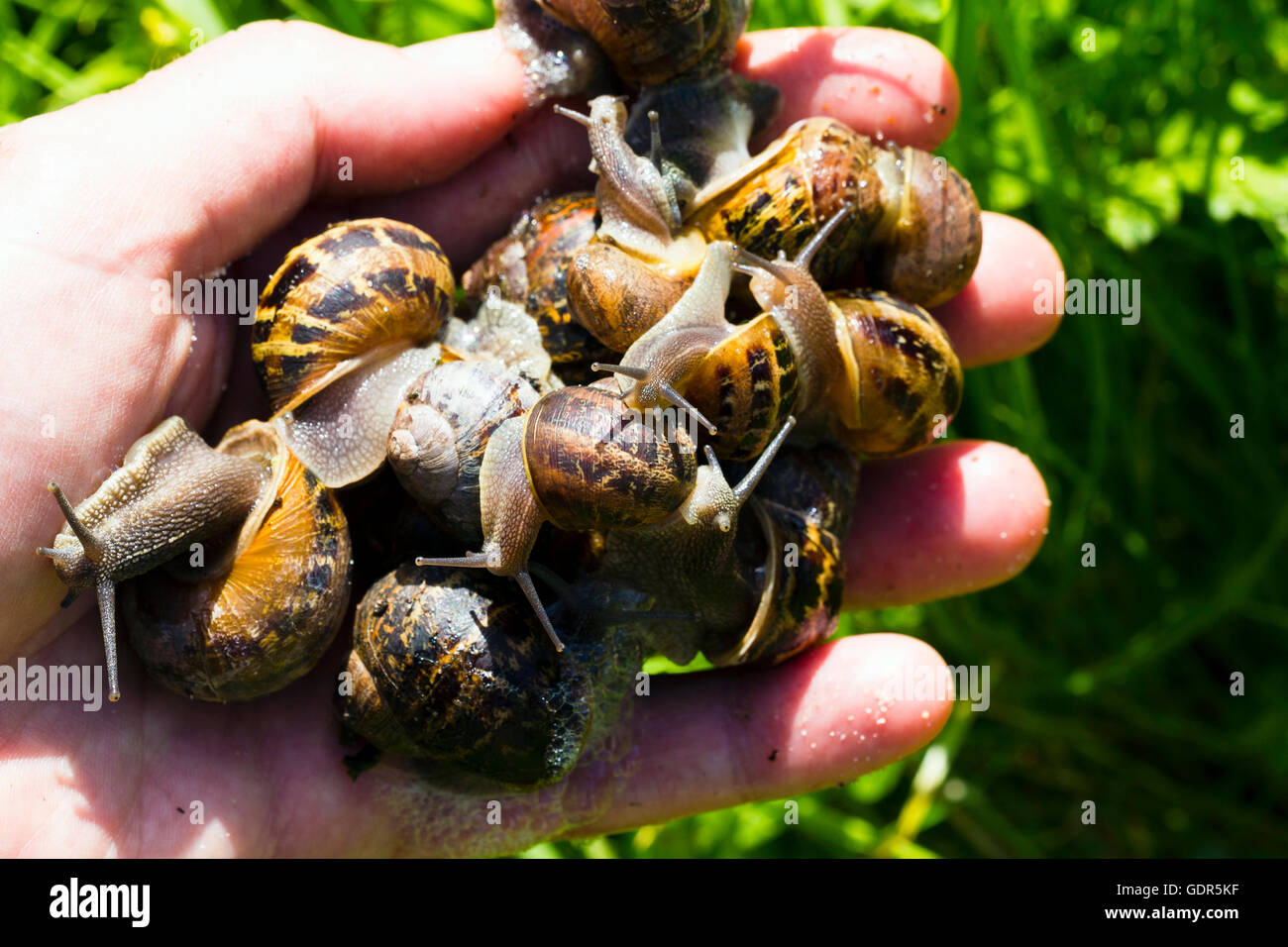Jardinero sosteniendo los caracoles en su mano, Bristol, Reino Unido Foto de stock