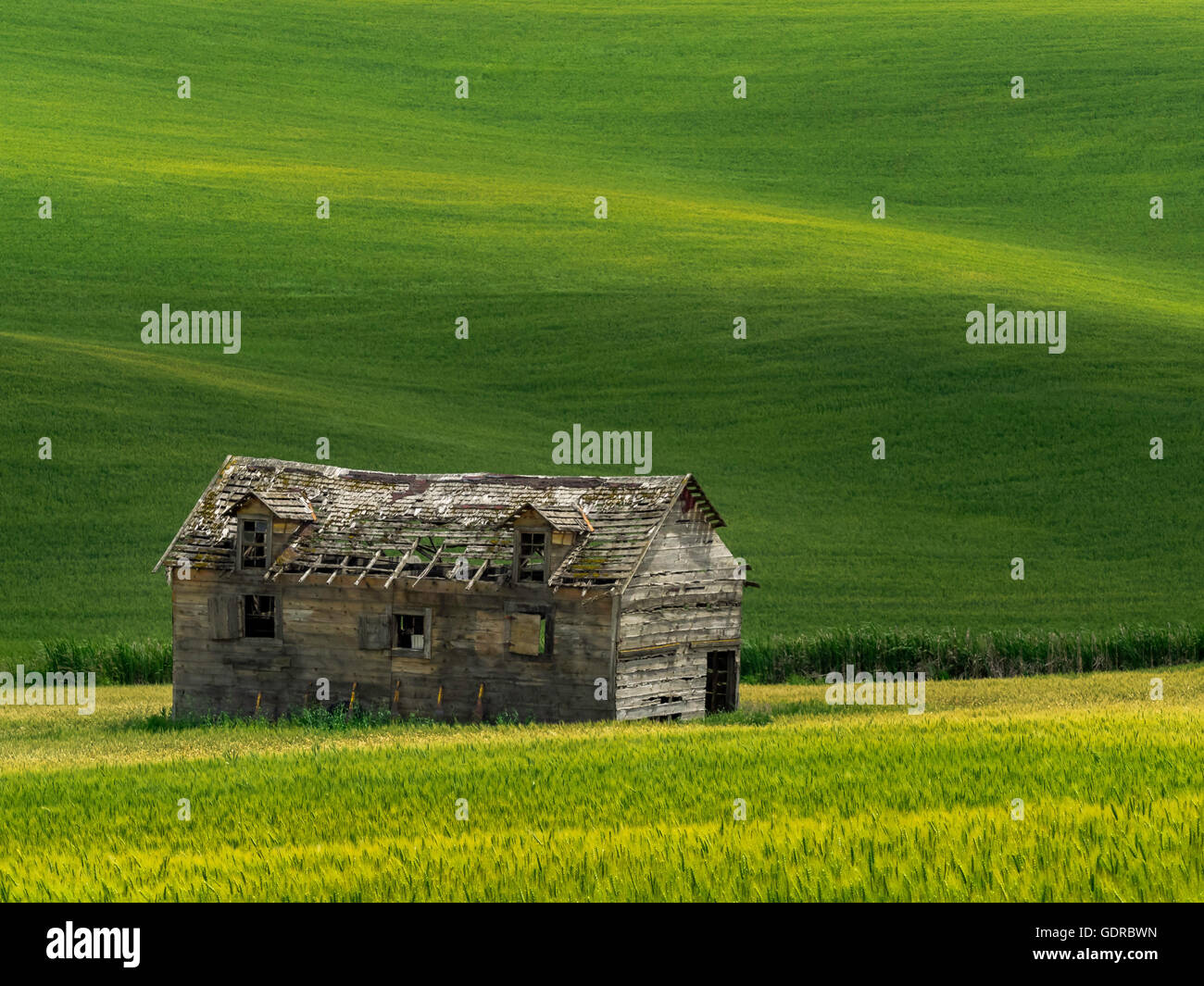 Abandonar una casa sentado en un campo de colza. Foto de stock