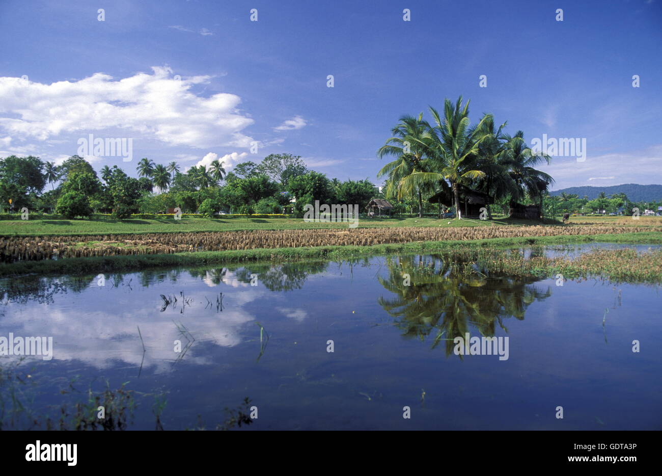 Ein Reisfeld bei Pantai Cenang im westen der Insel Langkawi en Malasia en Suedost Asien. Foto de stock