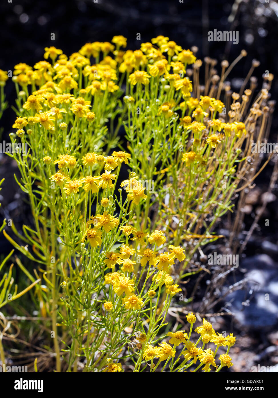 Hymenopappus filifolius; Asteraceae; Familia; girasol Maiden polvoriento; flores silvestres en flor, en el centro de Colorado, EE.UU. Foto de stock