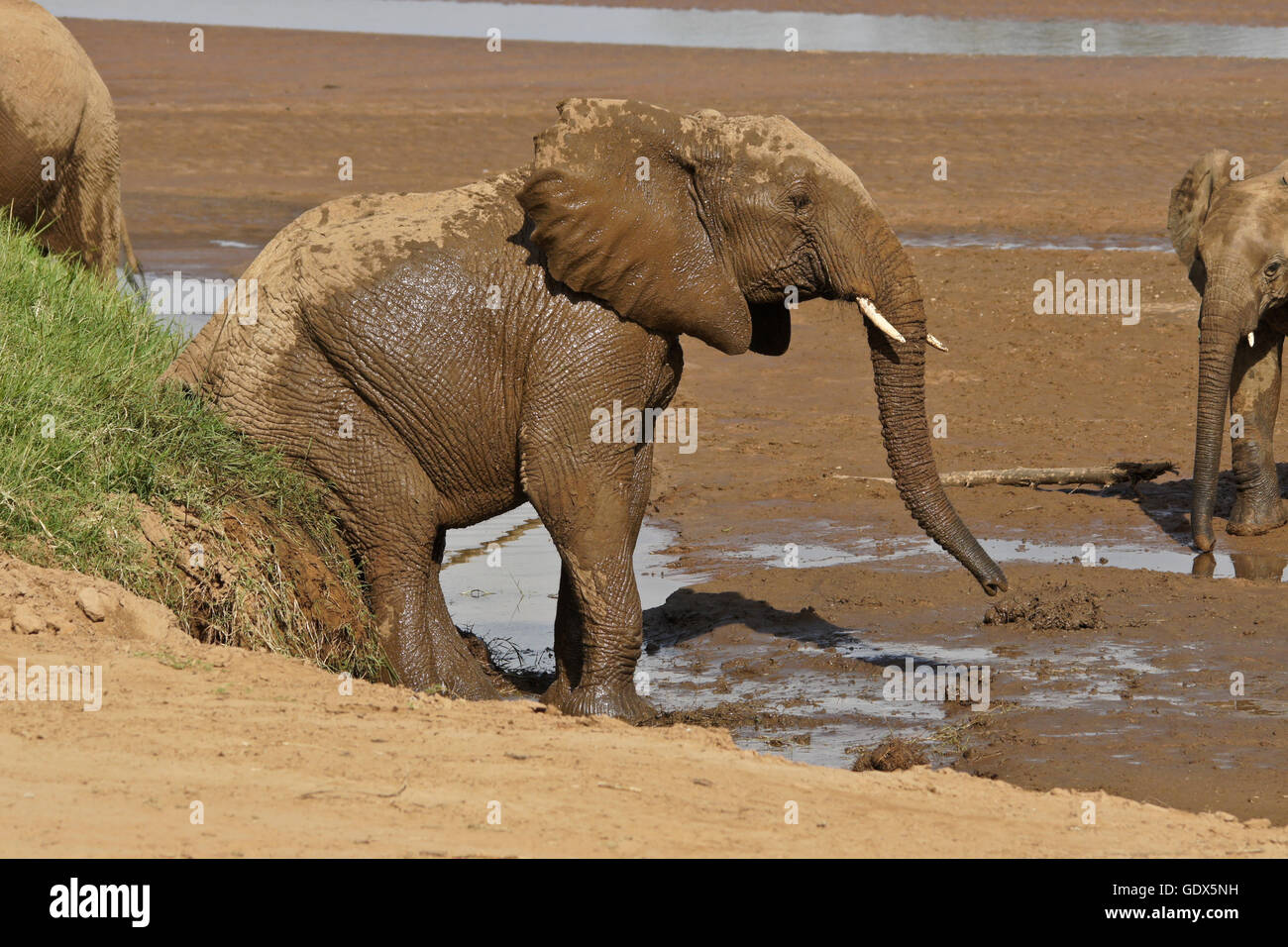 Disfrutar de baños de lodo de elefante (Ewaso Nyiro Río Uaso), la Reserva de caza de Samburu, Kenia Foto de stock