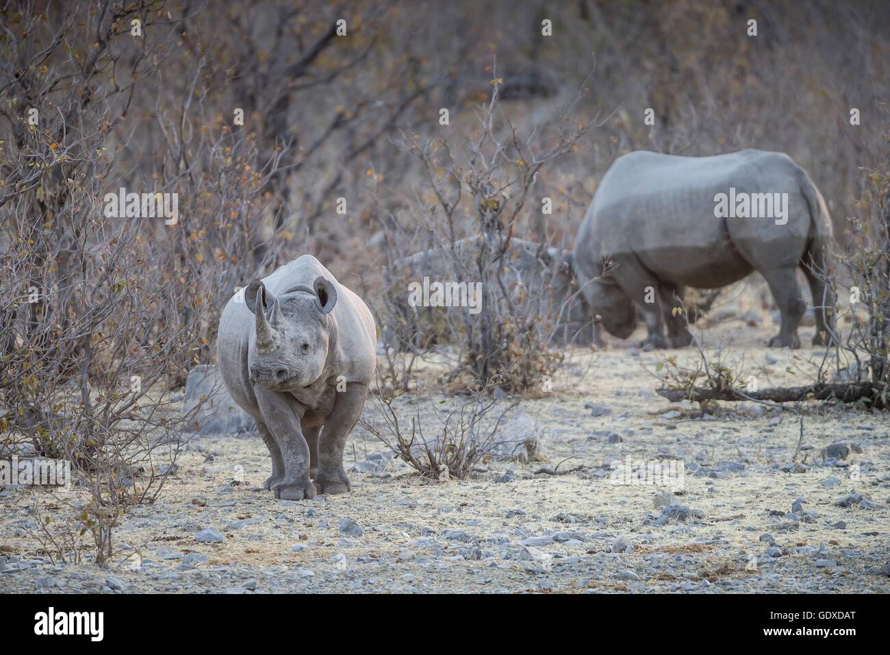 rinocerontes negros Foto de stock