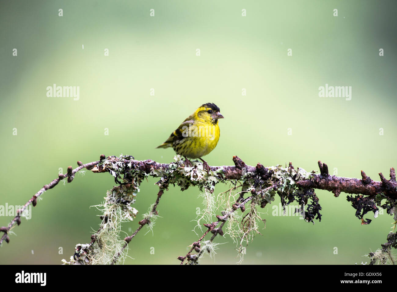 Siskin (cardeulis spinus) posado sobre una ramita Foto de stock
