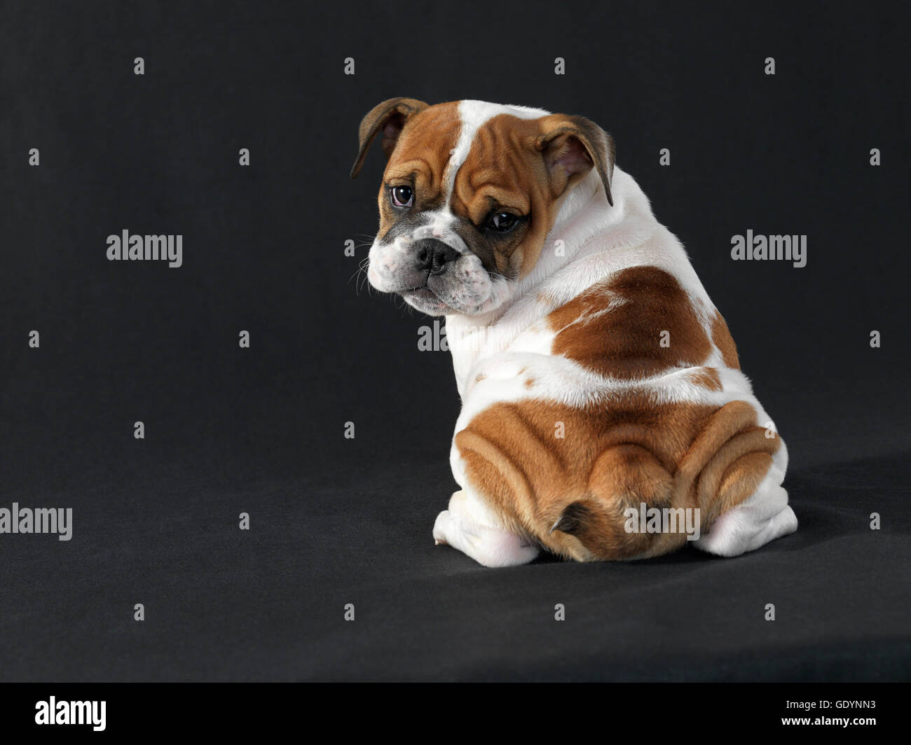 Cachorro Bulldog Inglés mirando por encima del hombro, contra un fondo negro. Foto de stock