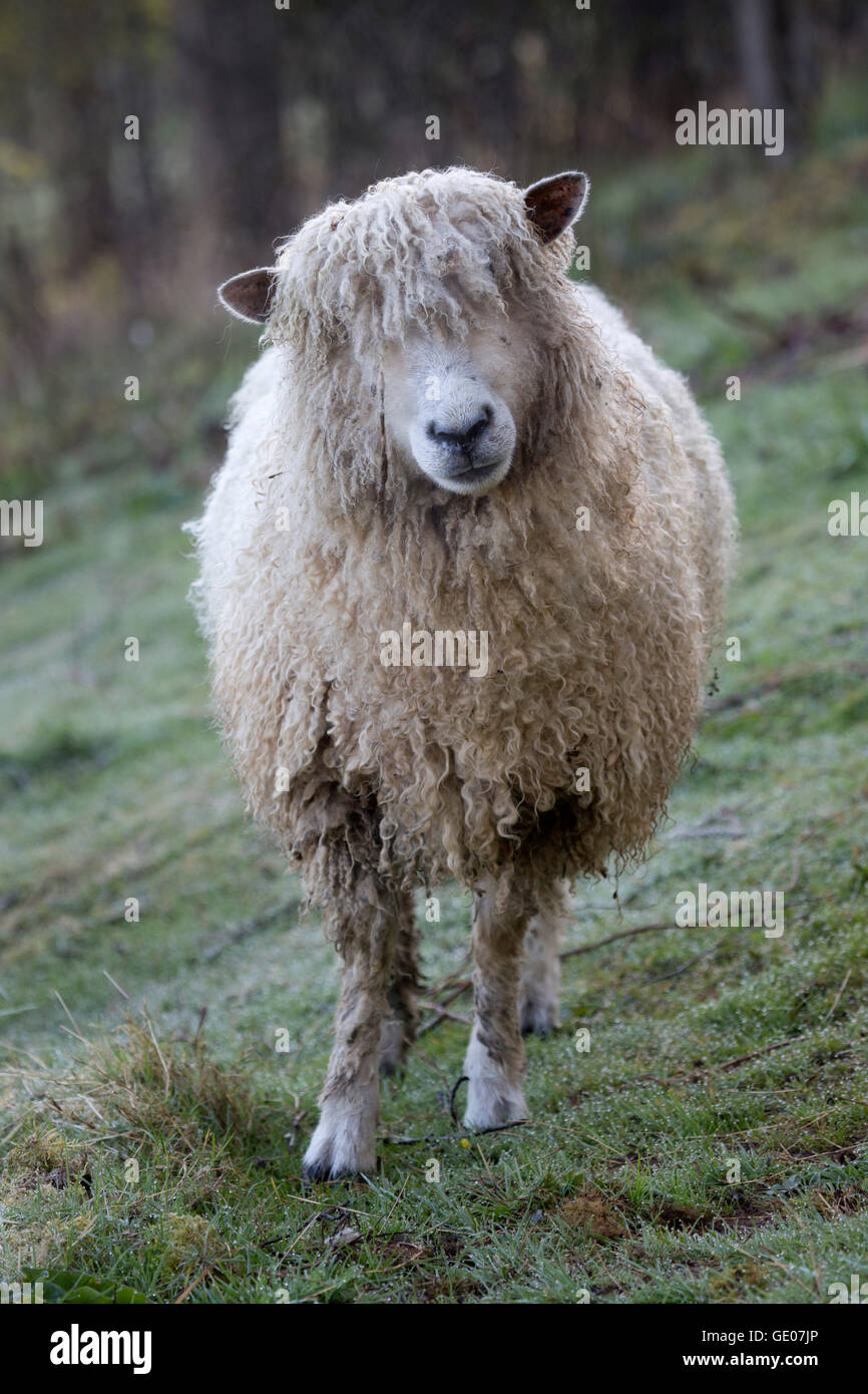 Cotswold lion raza de ovejas, Cotswolds, Gloucestershire, Inglaterra, Reino Unido, Europa Foto de stock