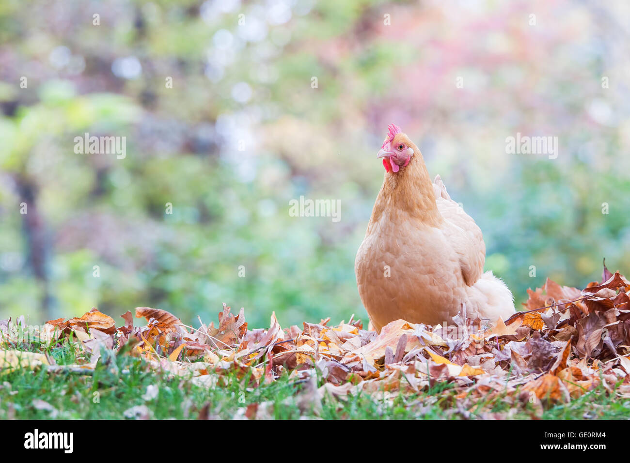 Un intervalo libre gallina en medio de los bosques y las hojas de otoño Foto de stock