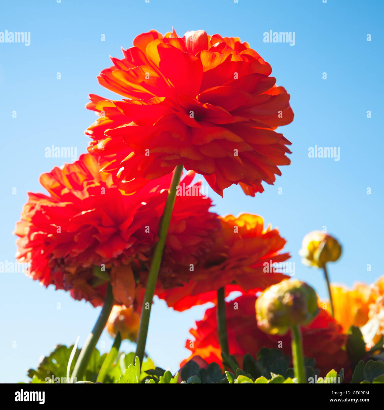 Peonías de color rojo brillante en el jardín de verano sobre fondo de cielo azul Foto de stock