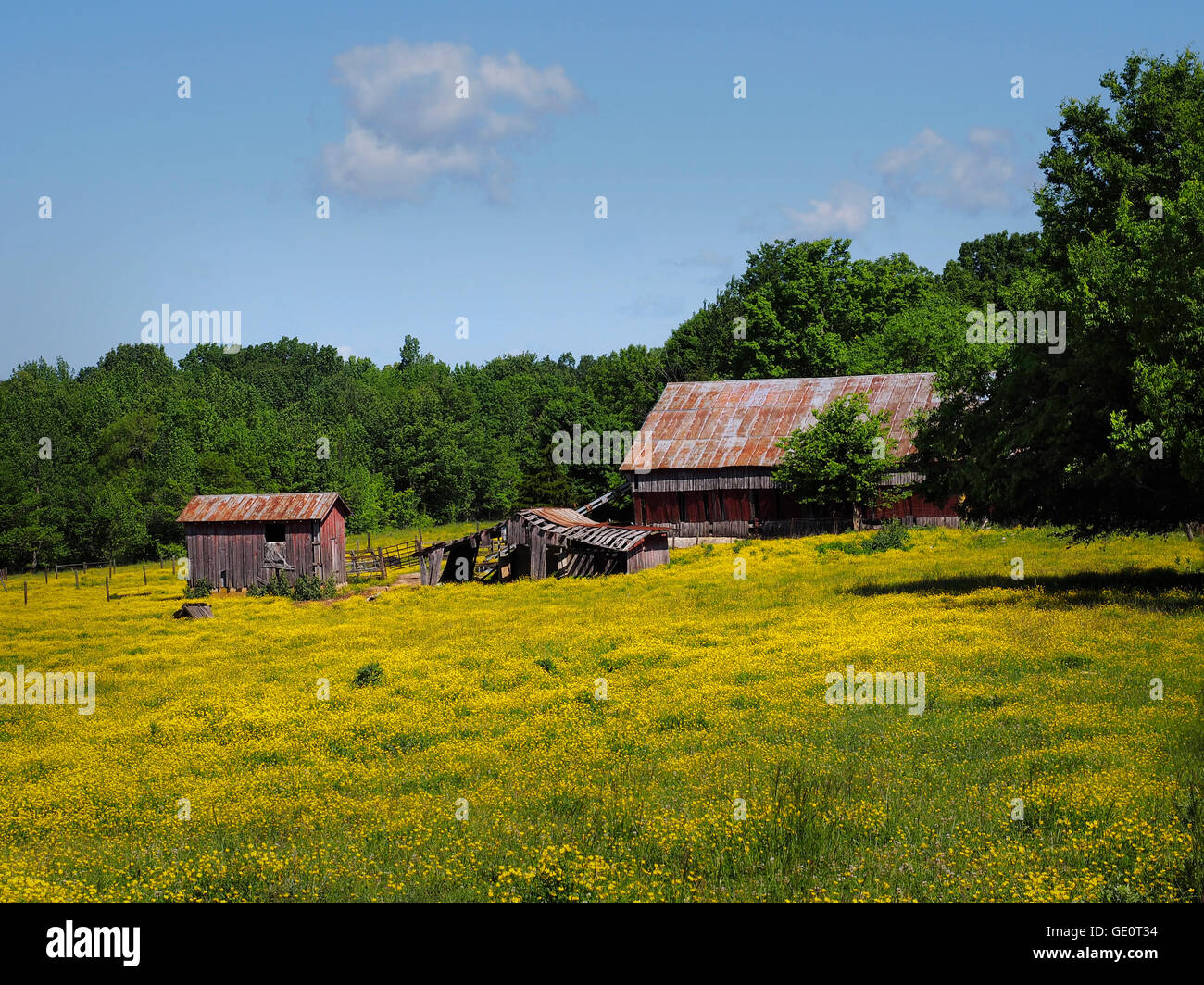 Los edificios de la granja agrícola, en Ohio, Estados Unidos. Los graneros rojos en campos amarillos bajo el cielo azul Foto de stock