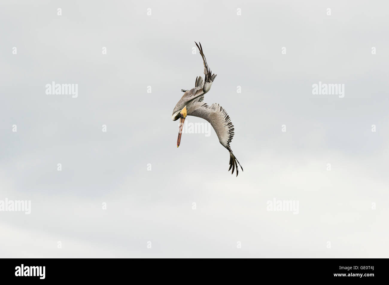 Pelican es un gran caza de aves marinas en plena forma buceo océano para su comida. Foto de stock