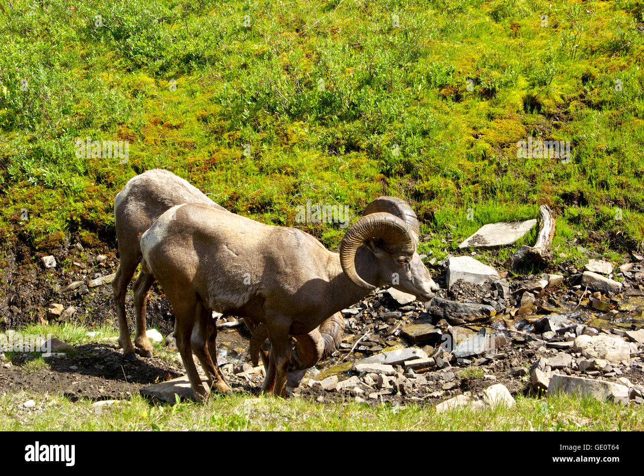Big Horn Sheep carneros el Parque Provincial de Kananaskis Alberta Canada Foto de stock
