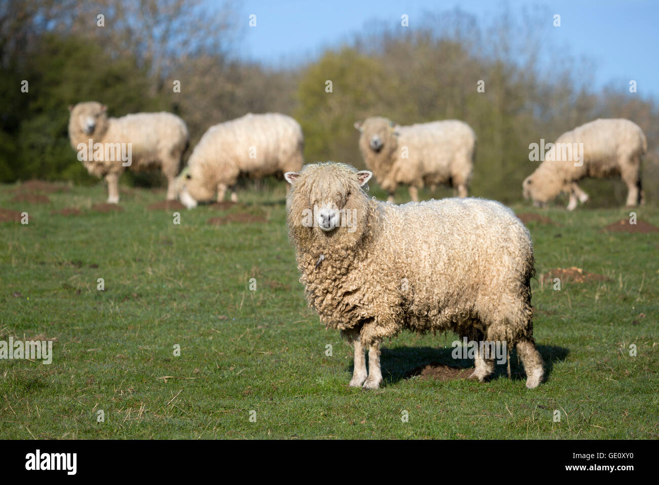 Cotswold Lion raza de ovejas, Cotswolds, Gloucestershire, Inglaterra, Reino Unido, Europa Foto de stock