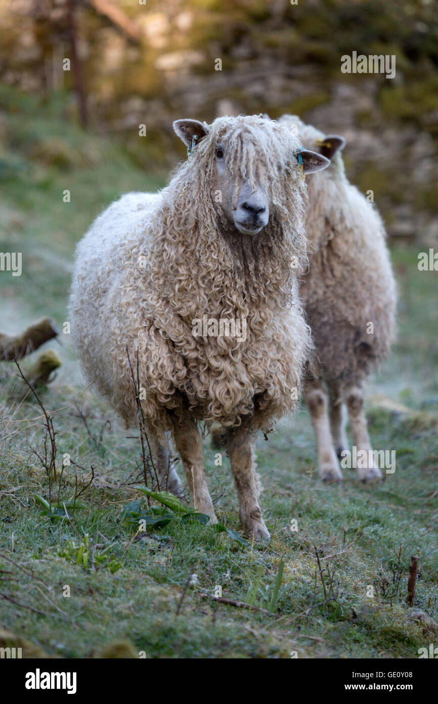 Cotswold Lion raza de ovejas, Cotswolds, Gloucestershire, Inglaterra, Reino Unido, Europa Foto de stock