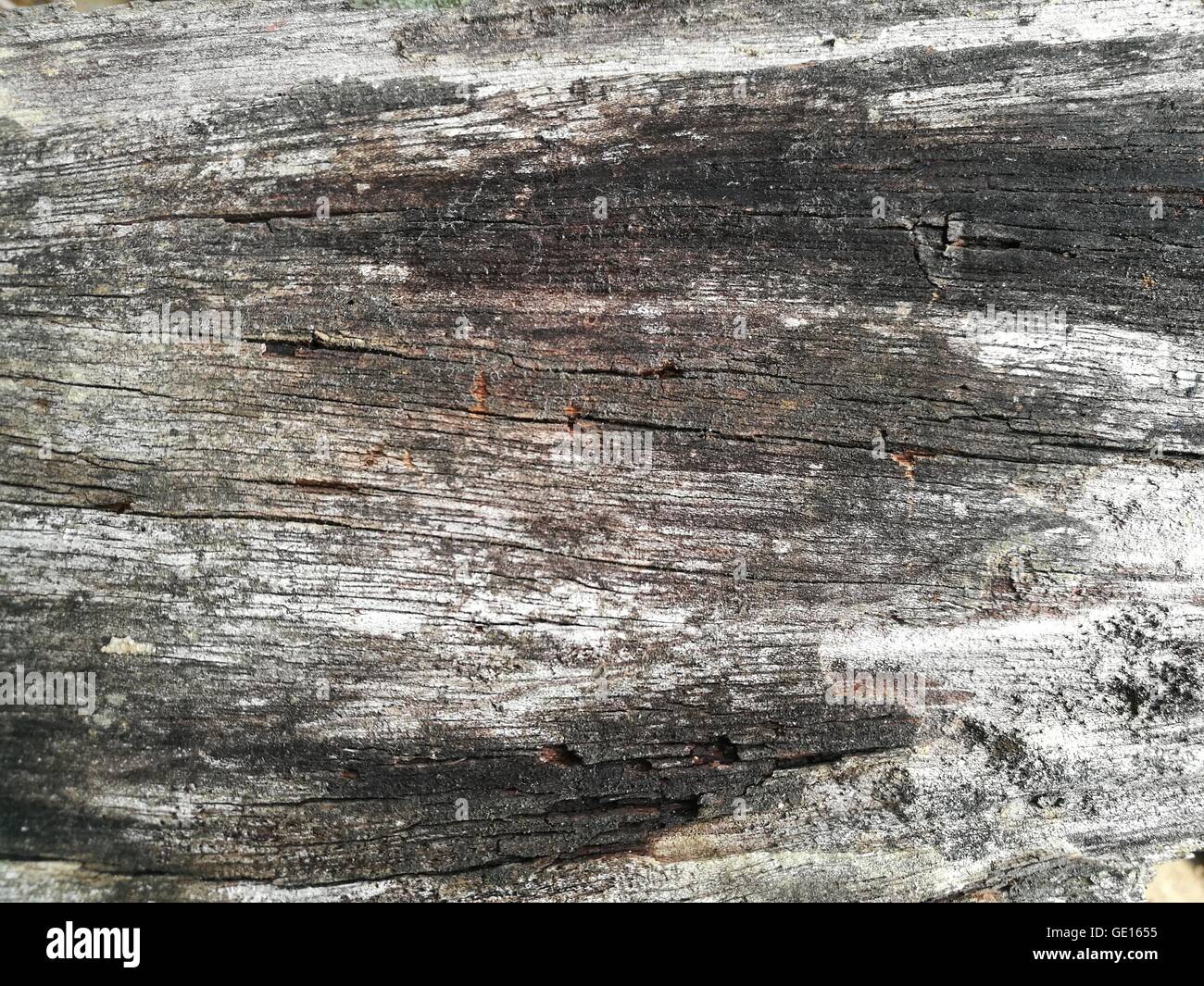 Antecedentes/textura de madera vieja Foto de stock