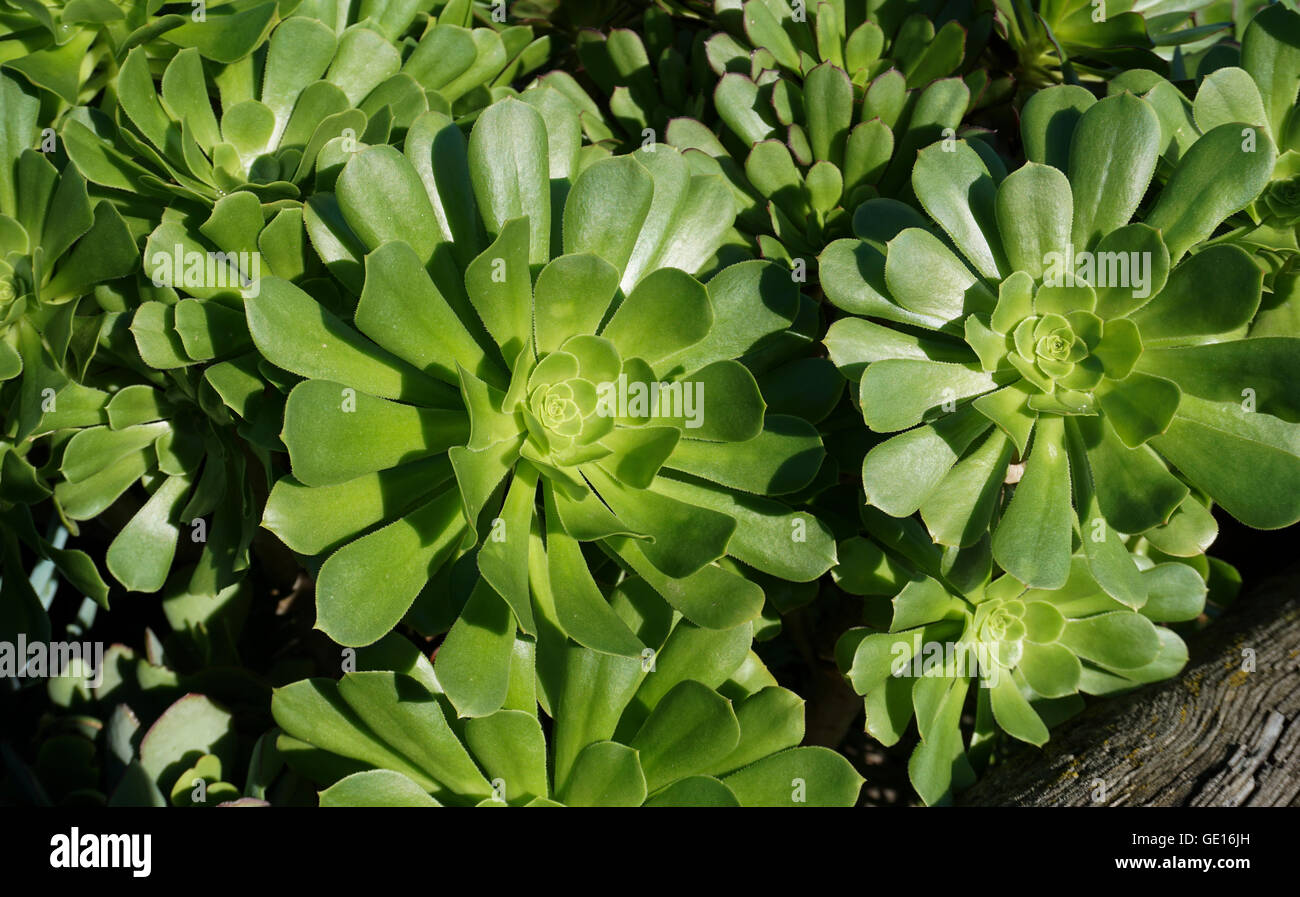 Un grupo de plantas suculentas verde cerrar Foto de stock