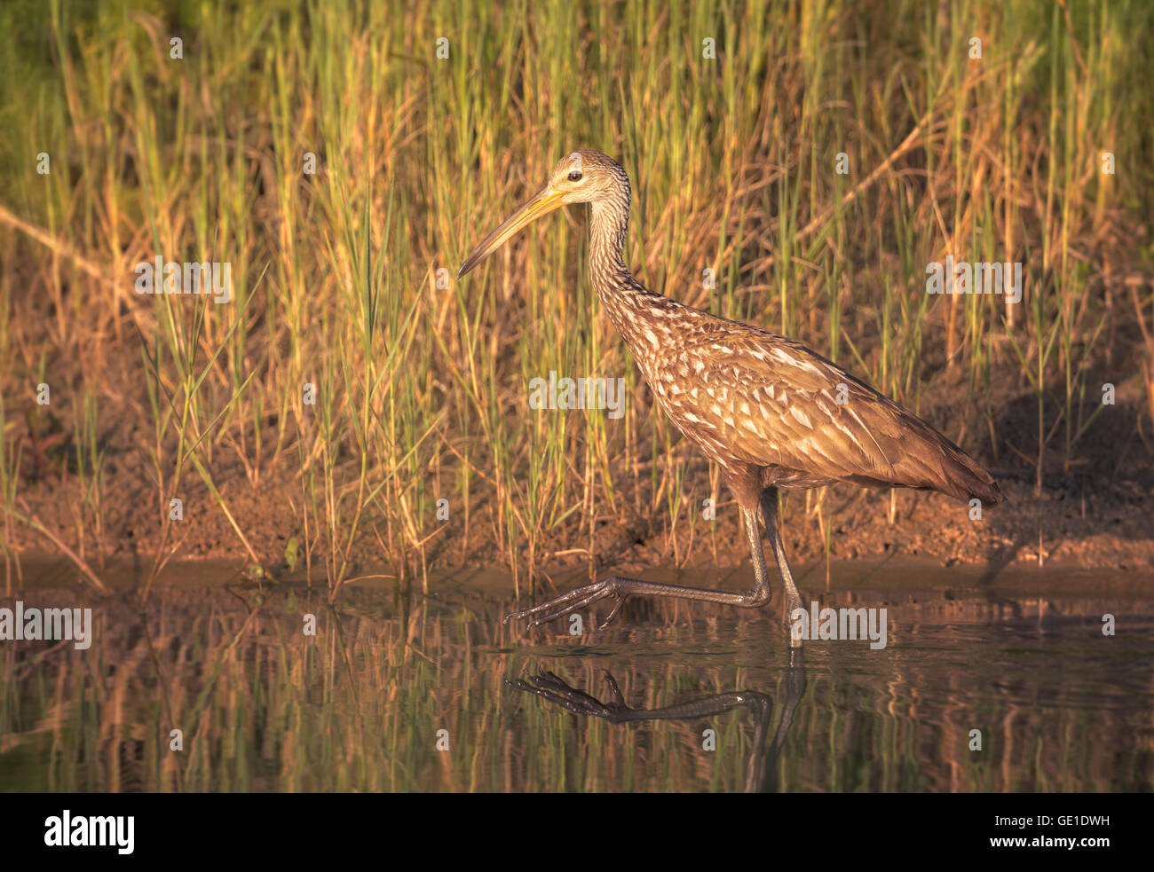 Pájaro Limpkin (Aramus guarauna) vadeando en aguas poco profundas, Florida, Estados Unidos Foto de stock