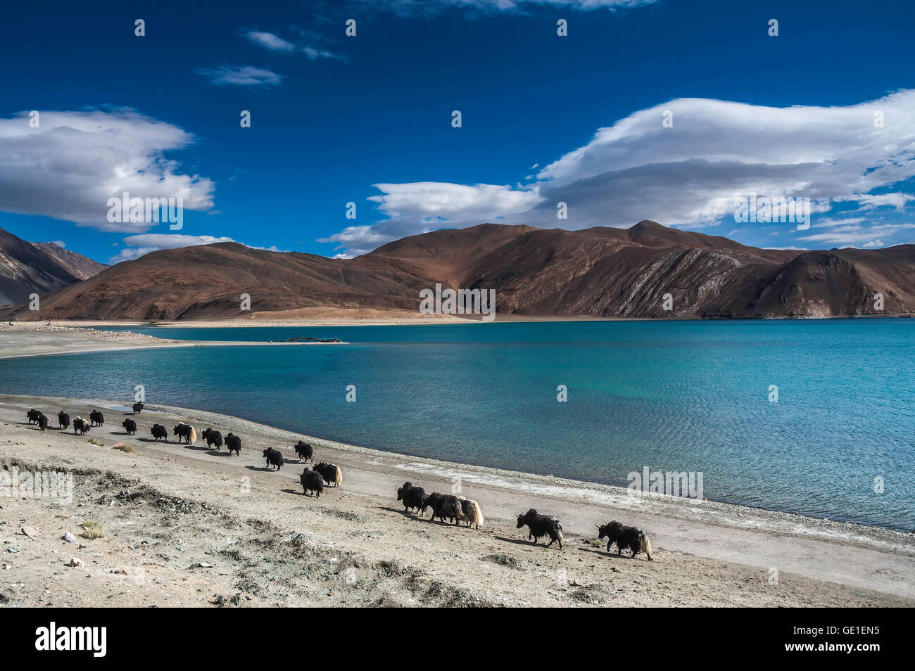 Caravana de yaks cerca del banco de Pangong Tso, Ladakh, India Foto de stock