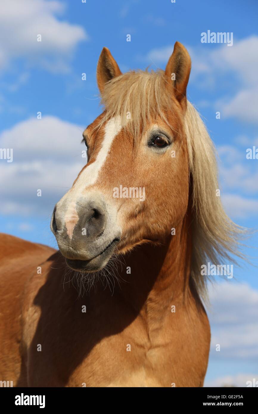 Retrato de caballos Haflinger Foto de stock