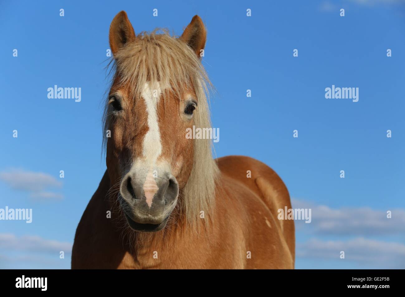 Retrato de caballos Haflinger Foto de stock