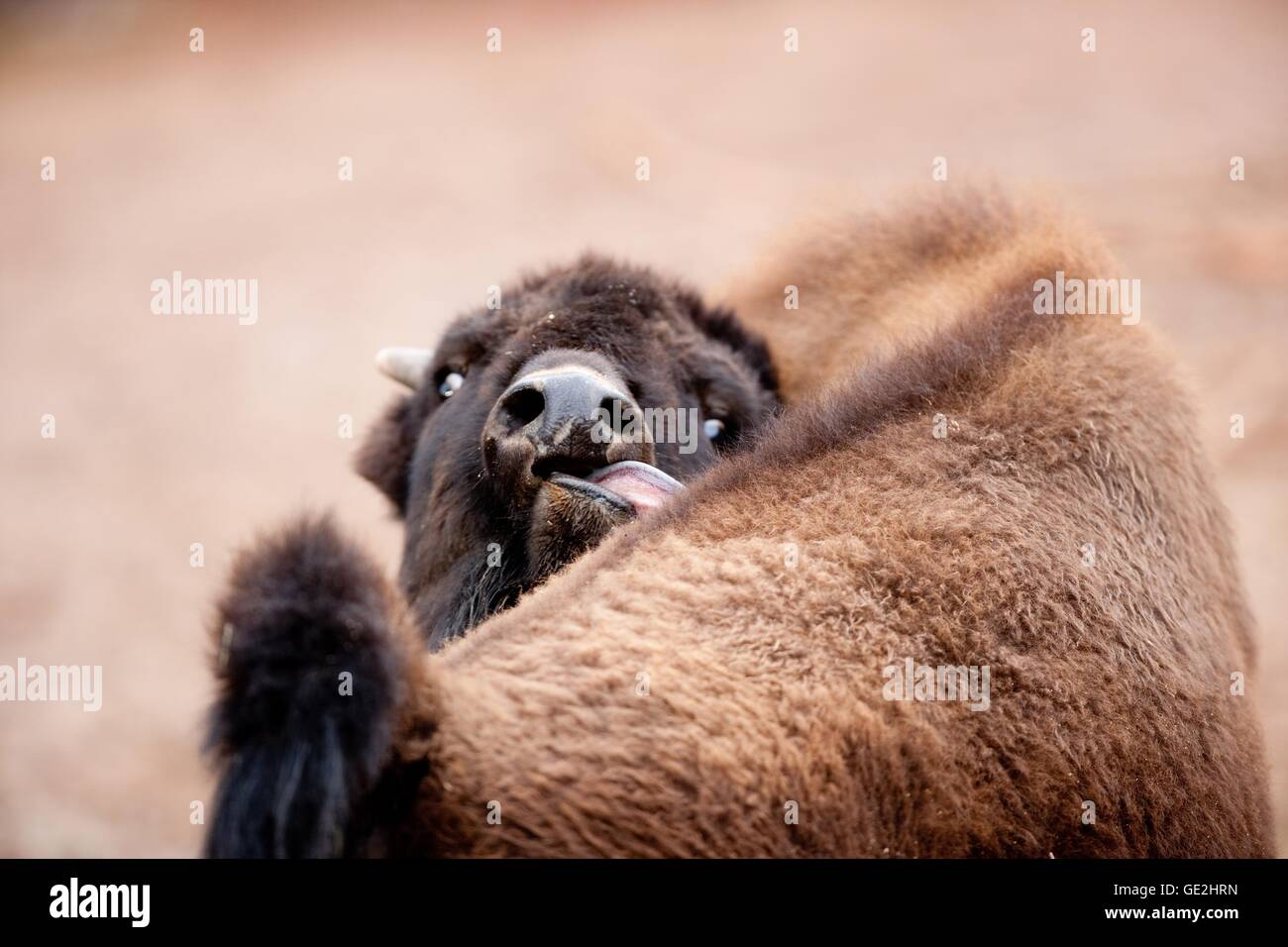 American Buffalo Foto de stock