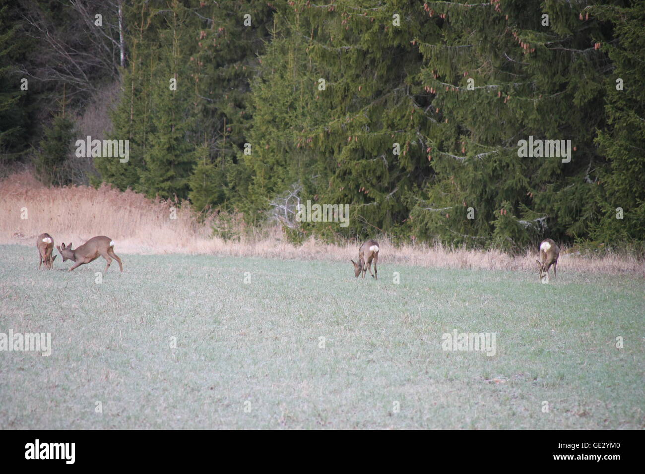 Ciervo sueco en el medio silvestre. Ciervos luchando y comer. Foto de stock