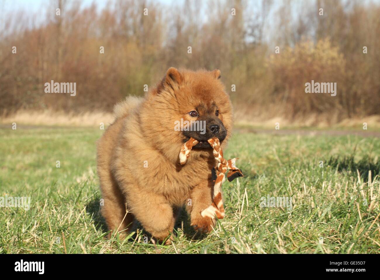 Chow Chow cachorro en otoño Foto de stock