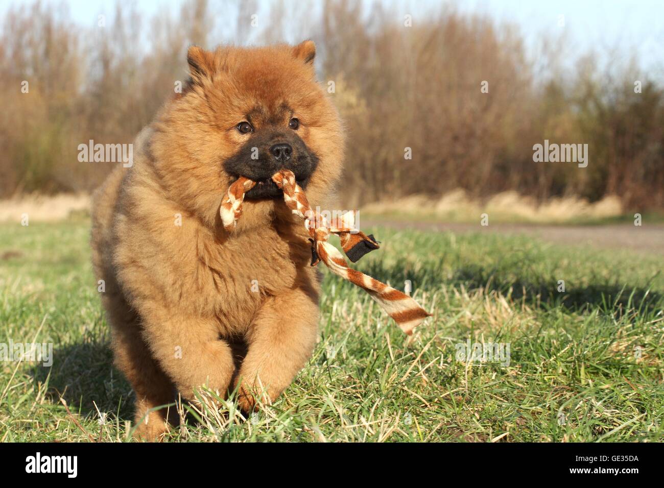 Chow Chow cachorro en otoño Foto de stock