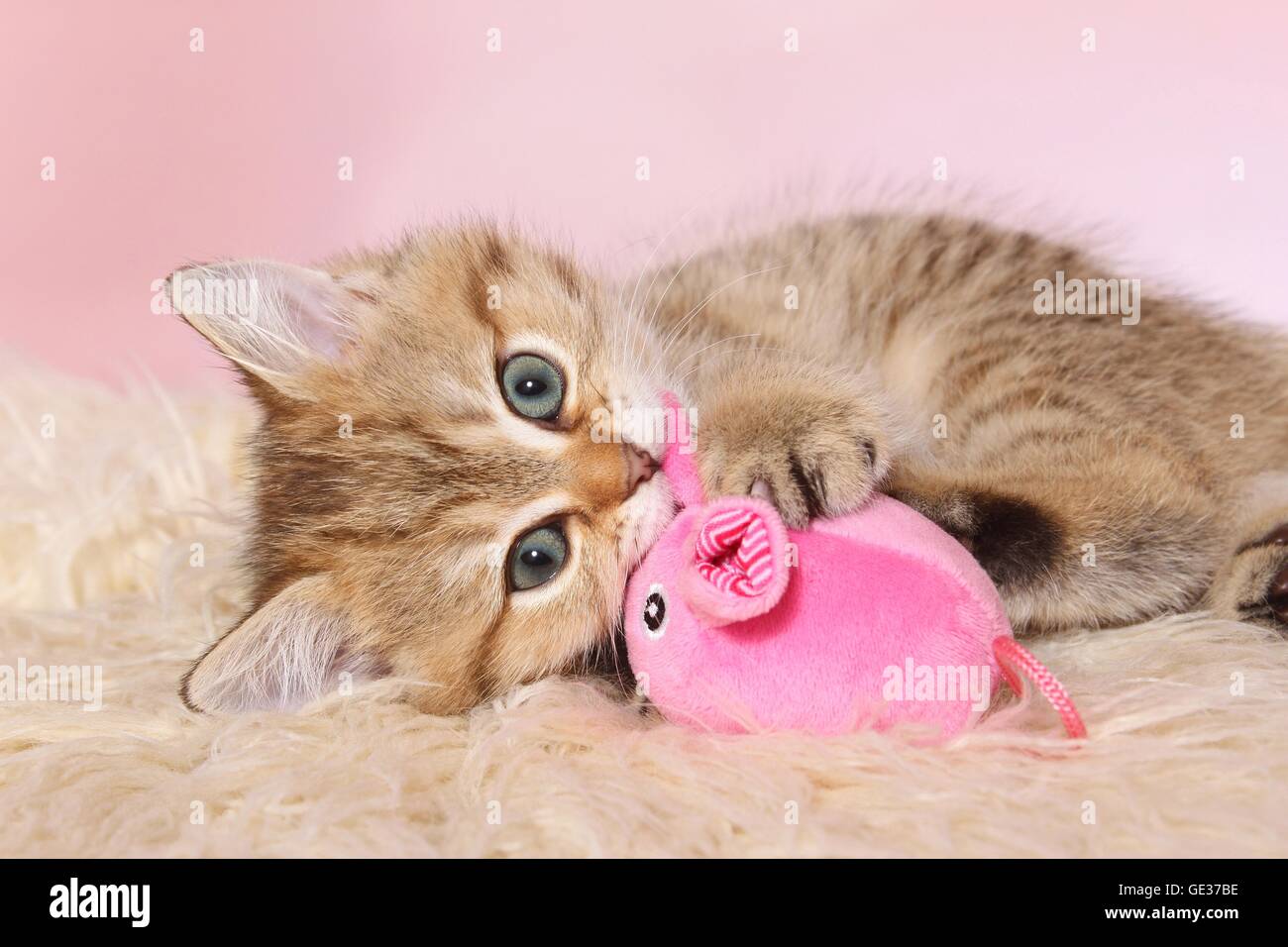 Jugar British Shorthair gatito Foto de stock