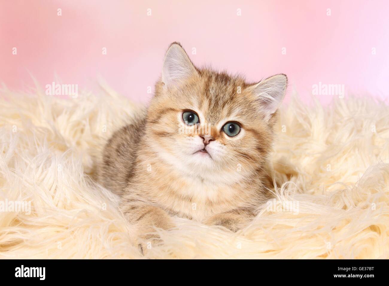 British Shorthair lindo gatito Foto de stock