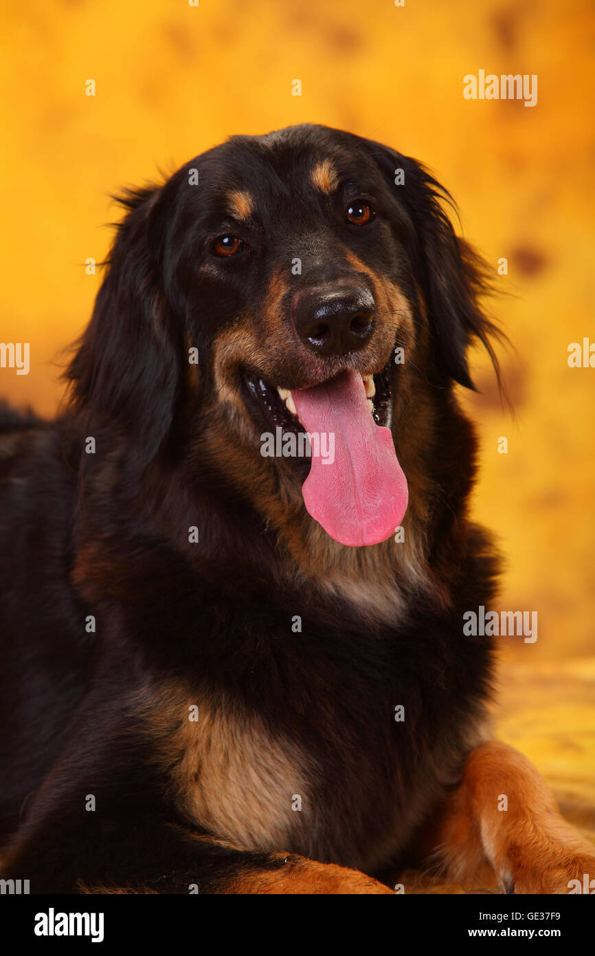 Hovawart, perra, negro y marrón, 17 meses|Hovawart, Huendin, schwarz-Marken, 17 Monate Foto de stock