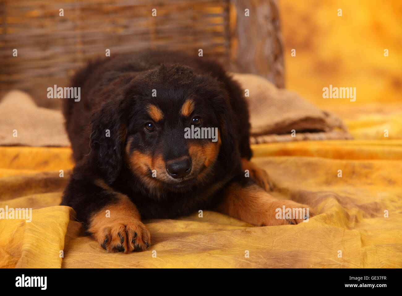 Hovawart, cachorro, negro y marrón, 8 semanas|Hovawart, Welpe, schwarz-Marken, 8 Wochen Foto de stock