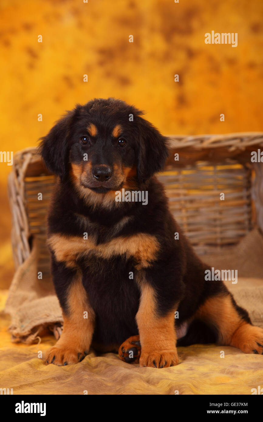 Hovawart, cachorro, negro y marrón, 8 semanas|Hovawart, Welpe, schwarz-Marken, 8 Wochen Foto de stock