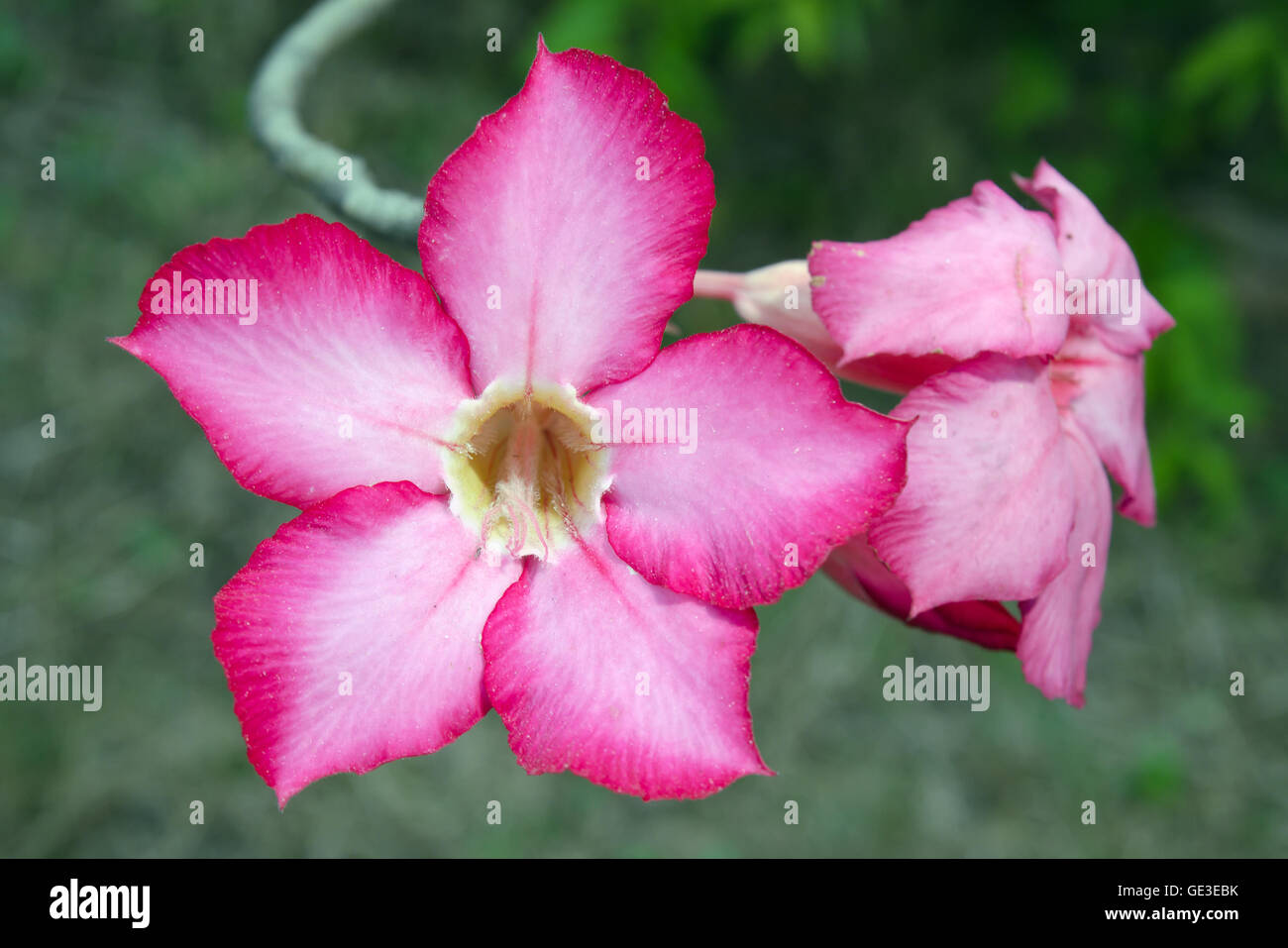 Nombres de flores rosadas fotografías e imágenes de alta resolución -  Página 3 - Alamy