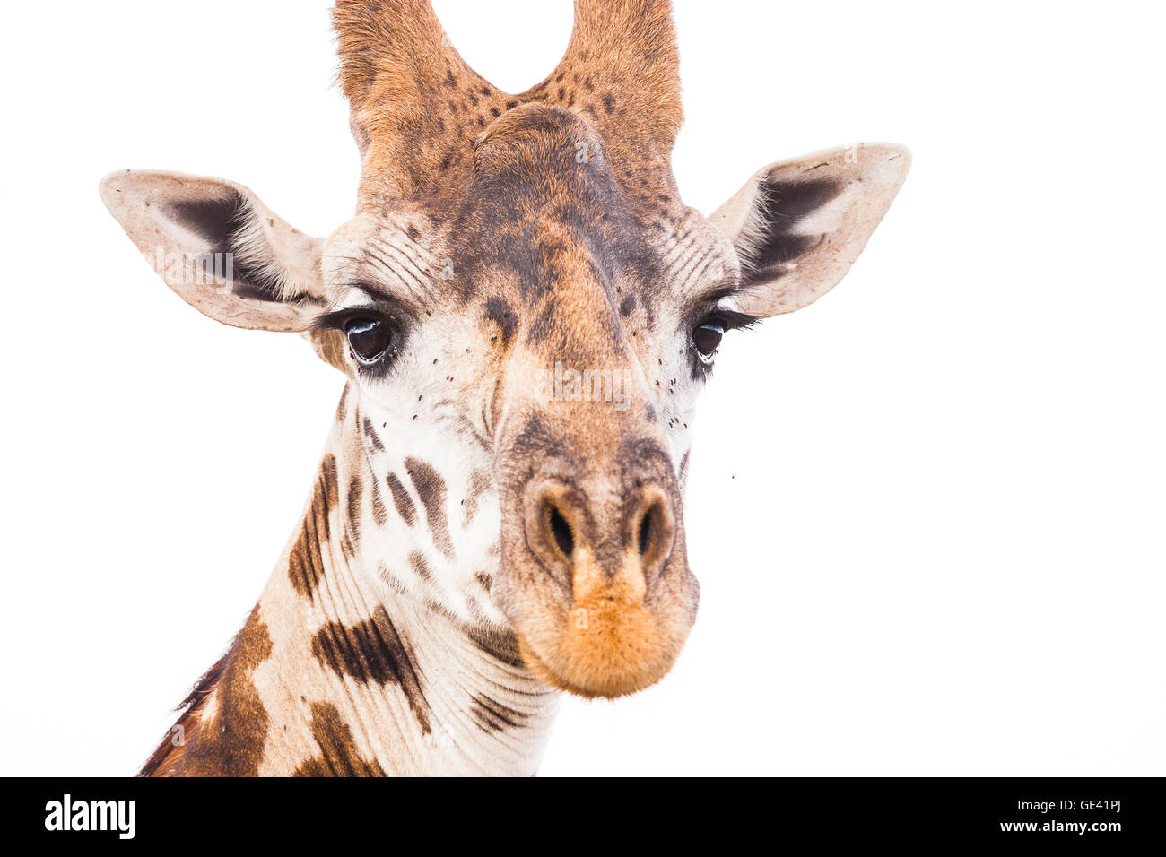 Masai Mara, Kenya. Retrato frontal de Masai jirafa (Giraffa camelopardalis tippelskirchi). Foto de stock