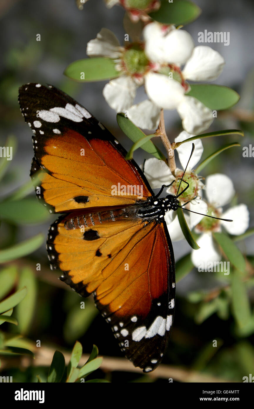 Leopard Lacewing (mariposa Cethosia cyane) - El Jardín Botánico de Montreal, Quebec. Foto de stock