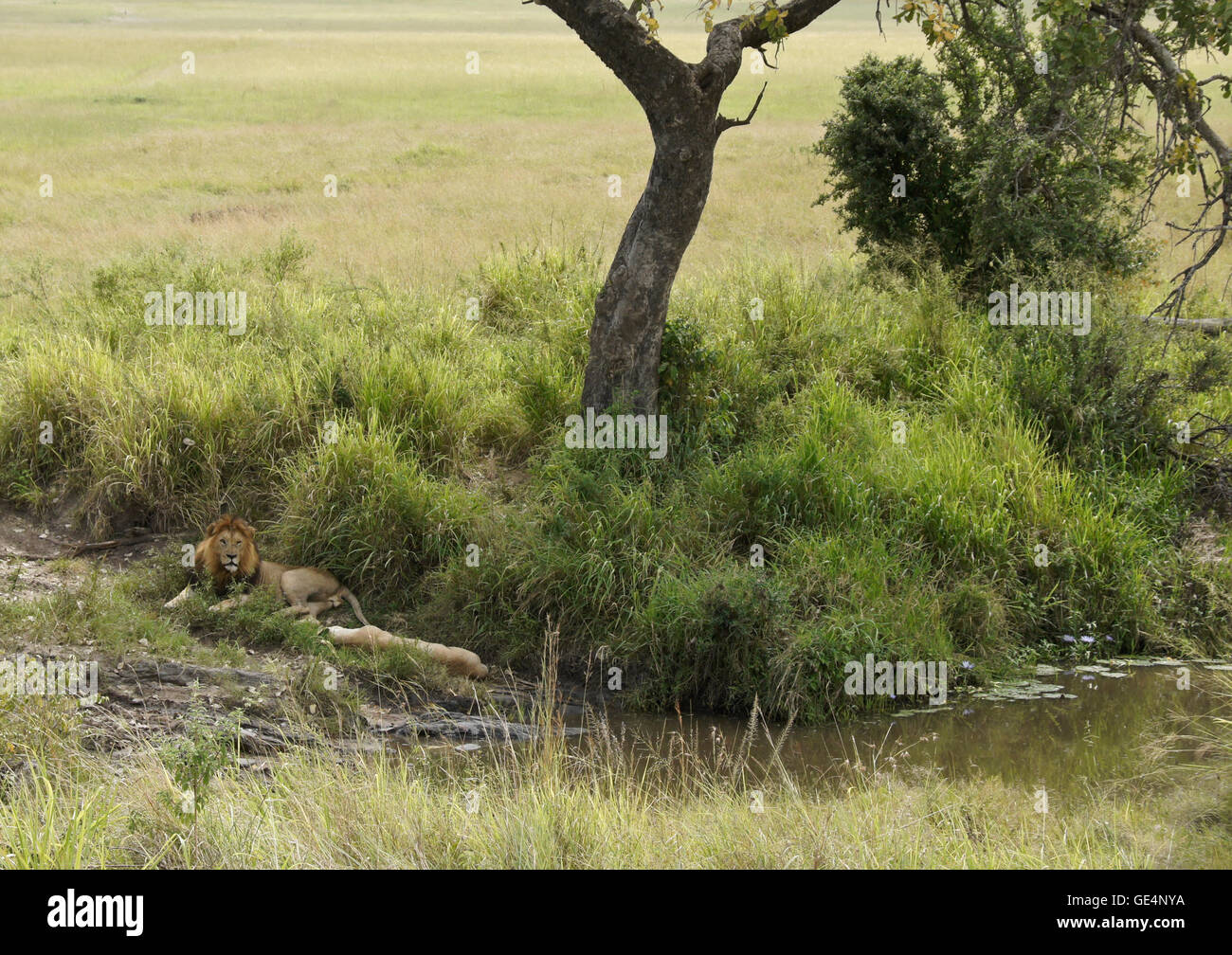 Par de apareamiento de leones descansando en la sombra de árbol por stream, el Masai Mara, Kenya Foto de stock