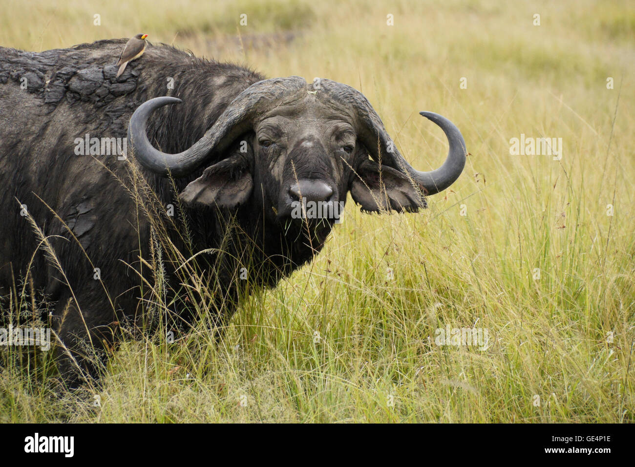 Cape buffalo con amarillo-facturados oxpecker en pasto largo, Masai Mara, Kenya Foto de stock