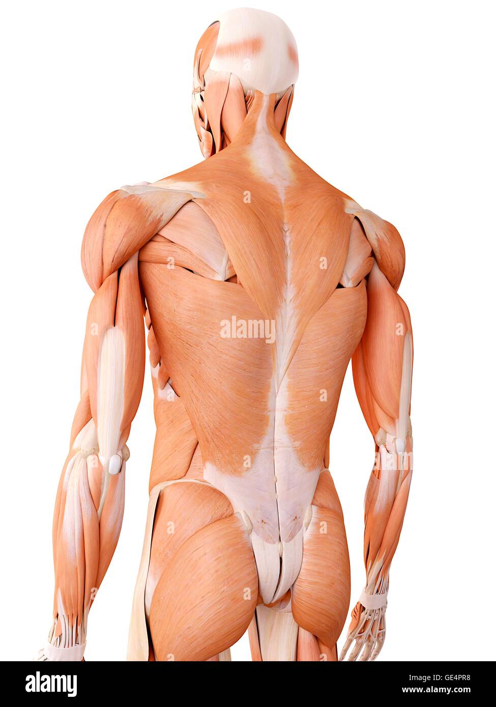 Músculos de la espalda humana fotografías e imágenes de alta