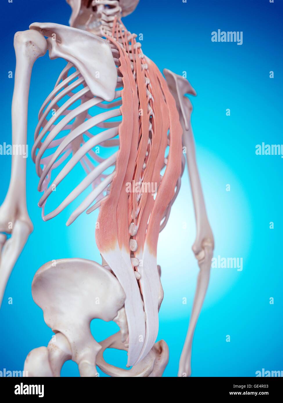 Músculos de la espalda humana, ilustración Fotografía de stock Alamy